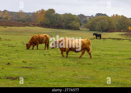 Vedute e passeggiate intorno alla nuova foresta di brockenhurst hampshire attive60 animali utilizzabili e all'aperto in autunno pascolo del bestiame nelle Highland Foto Stock