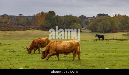 Vedute e passeggiate intorno alla nuova foresta di brockenhurst hampshire attive60 animali utilizzabili e all'aperto in autunno pascolo del bestiame nelle Highland Foto Stock