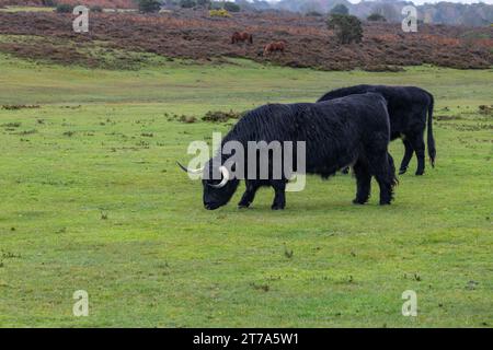 Vedute e passeggiate intorno alla nuova foresta di brockenhurst hampshire attive60 animali utilizzabili e all'aperto in autunno pascolo del bestiame nelle Highland Foto Stock