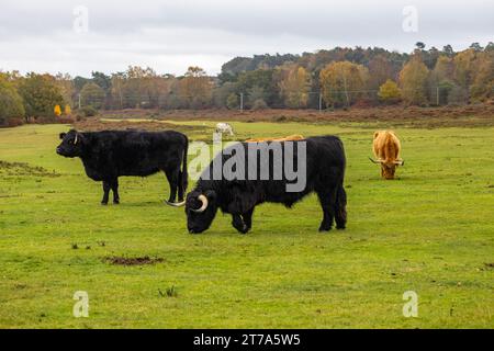 Vedute e passeggiate intorno alla nuova foresta di brockenhurst hampshire attive60 animali utilizzabili e all'aperto in autunno pascolo del bestiame nelle Highland Foto Stock