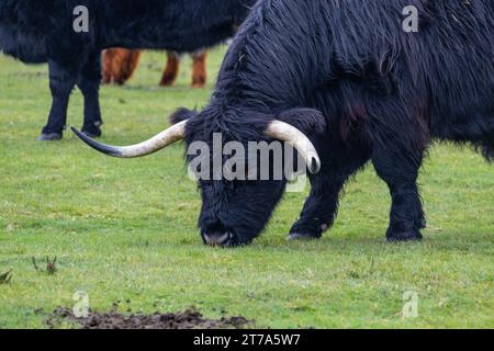Vedute e passeggiate intorno alla nuova foresta di brockenhurst hampshire attive60 animali utilizzabili e all'aperto in autunno pascolo del bestiame nelle Highland Foto Stock