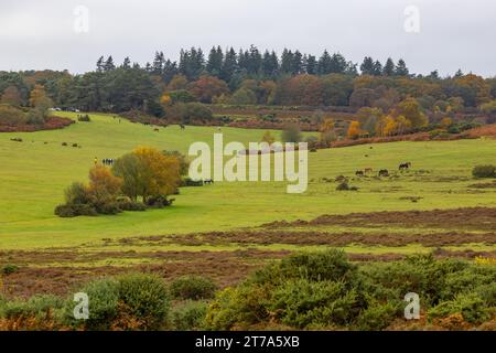 Viste e passeggiate intorno alla nuova foresta di brockenhurst hampshire attive60 animali utilizzabili e all'aperto in autunno Long slade Bottom Foto Stock