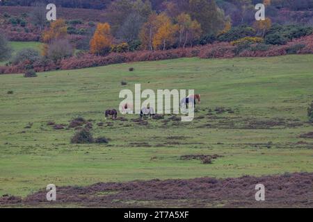 Vedute e passeggiate intorno alla nuova foresta di brockenhurst hampshire attive60 animali utilizzabili e all'aperto in autunno pony libertà pascolare vagare Foto Stock