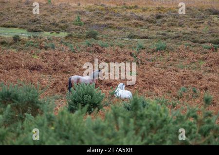 Vedute e passeggiate intorno alla nuova foresta di brockenhurst hampshire attive60 animali utilizzabili e all'aperto in autunno pony libertà pascolare vagare Foto Stock