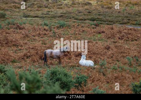 Vedute e passeggiate intorno alla nuova foresta di brockenhurst hampshire attive60 animali utilizzabili e all'aperto in autunno pony libertà pascolare vagare Foto Stock