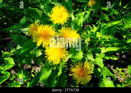 Lo splendore della primavera è in mostra mentre un gruppo di danzatori si innalza sopra un lussureggiante prato verde, i loro vibranti petali gialli brillano con la j della stagione Foto Stock