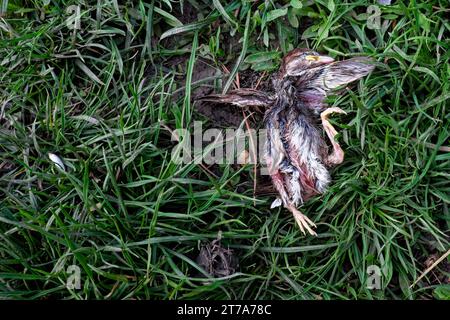 L'immagine mostra un uccello defunto che giace su una superficie erbosa. La piccola ragazza del passero cadde dal nido e morì. Foto Stock