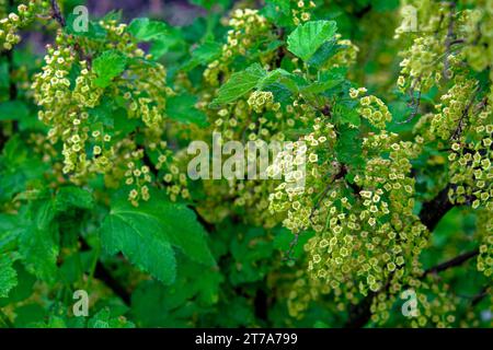 Una foto di foglie verdi e fiori gialli su un cespuglio. Rami di un cespuglio fiorito di ribes rosso. Foto Stock