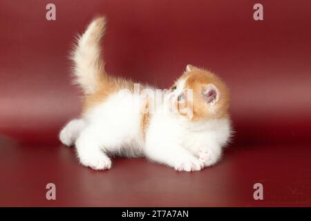 piccolo bel gattino rosso esotico su uno sfondo di borgogna in studio. Il gattino persiano è di colore rosso con bianco Foto Stock
