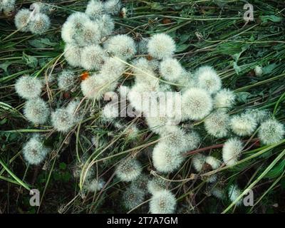 Un gruppo di teste di semi di tarassio in un campo d'erba. Molti dandelions da campo. Impianti falciati. Foto Stock