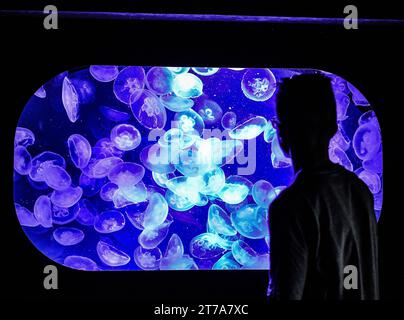 Ein Besucher betrachtet Ohrenquallen in einem Frischwasser-Aquarium im Ozeaneum a Stralsund. Die durchsichtigen Quallen leben in fast allen Meeren. *** Un visitatore guarda le meduse lunari in un acquario d'acqua dolce all'Ozeaneum di Stralsund le meduse trasparenti vivono in quasi tutti gli oceani credito: Imago/Alamy Live News Foto Stock