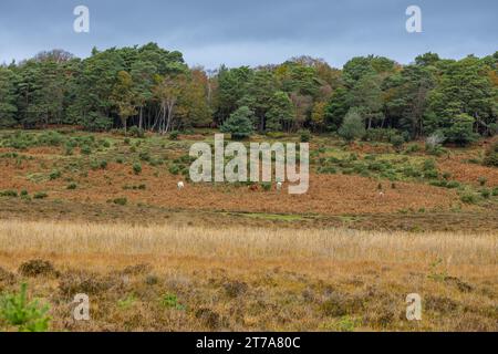 Vedute e passeggiate intorno alla nuova foresta di brockenhurst hampshire attive60 animali utilizzabili e all'aperto in autunno pony libertà pascolare vagare Foto Stock