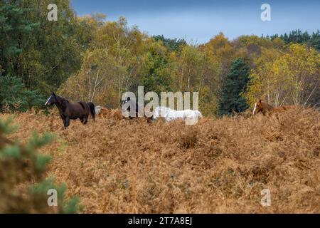 Vedute e passeggiate intorno alla nuova foresta di brockenhurst hampshire attive60 animali utilizzabili e all'aperto in autunno pony libertà pascolare vagare Foto Stock