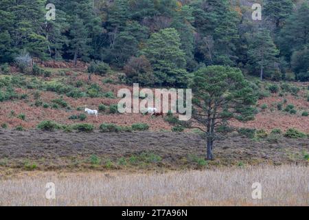 Vedute e passeggiate intorno alla nuova foresta di brockenhurst hampshire attive60 animali utilizzabili e all'aperto in autunno pony libertà pascolare vagare Foto Stock