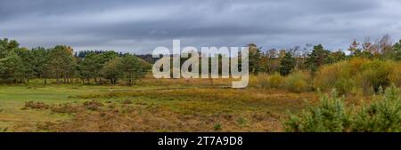 Viste e passeggiate intorno alla nuova foresta di brockenhurst hampshire attive60 animali utilizzabili e all'aperto in autunno Long slade Bottom Foto Stock