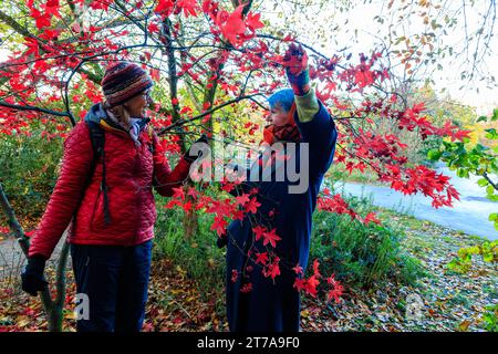 2 donne anziane sopra i 60 anni ammirano il bellissimo fogliame autunnale dell'acero rosso giapponese all'Hermitage Park, Helensburgh, Argylle e Bute, Scozia Foto Stock