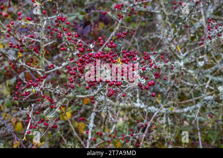 Viste e passeggiate intorno alla nuova foresta di brockenhurst hampshire attive60 animali utilizzabili e all'aperto in autunno bacche di biancospino lichene Foto Stock