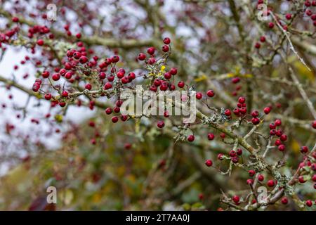 Viste e passeggiate intorno alla nuova foresta di brockenhurst hampshire attive60 animali utilizzabili e all'aperto in autunno bacche di biancospino lichene Foto Stock