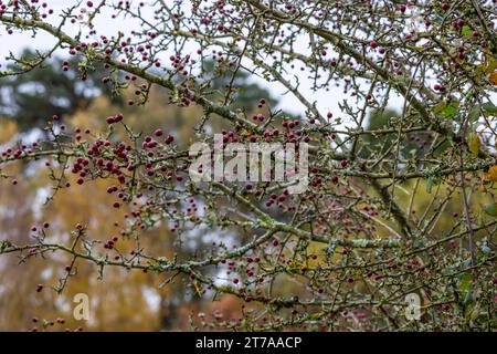 Viste e passeggiate intorno alla nuova foresta di brockenhurst hampshire attive60 animali utilizzabili e all'aperto in autunno bacche di biancospino lichene Foto Stock