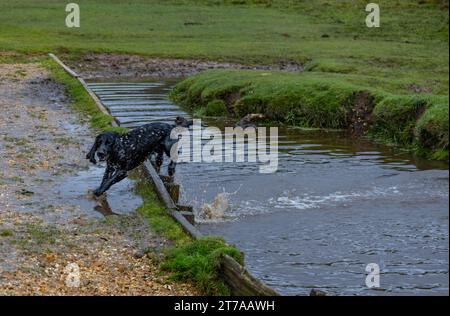 Vedute e passeggiate intorno alla nuova foresta di brockenhurst hampshire attive60 animali utilizzabili e all'aperto in autunno Foto Stock