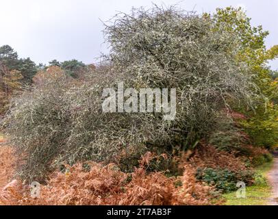 Viste e passeggiate intorno alla nuova foresta di brockenhurst hampshire attive60 animali utilizzabili e all'aperto in autunno bacche di biancospino lichene Foto Stock