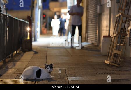 Gatto bicolore sdraiato per strada di notte con condizioni di scarsa illuminazione, si suppone che sia un gatto Bodega, la posizione è sheung wan, Hong Kong Foto Stock