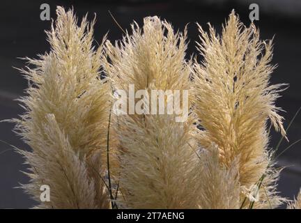 Cortaderia selloana, comunemente nota come erba di pampas, è una pianta fiorita originaria del Sud America, compresa la regione di Pampas, dopo di che Foto Stock