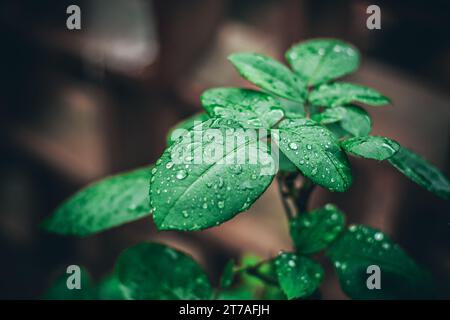 Piccole foglie verdi con gocce d'acqua, dopo una giornata di pioggia. Foto Stock