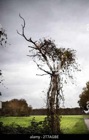 Ein vertrockneter Baum fast ohne Blätter im Herbst Foto Stock