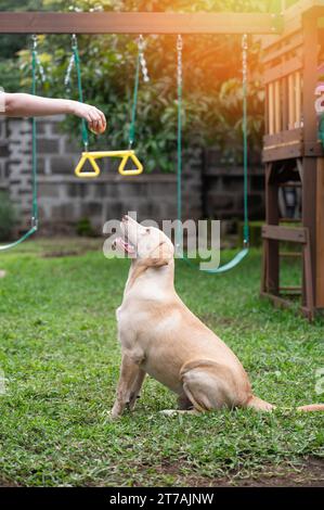 L'istruttore di cani dà il comando di sedere il cane marrone labrador Foto Stock