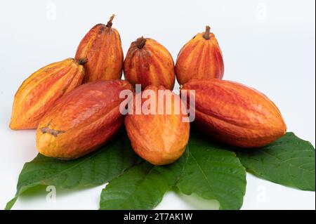 Cialde di cacao di colore arancio appena mature isolate su sfondo bianco dello studio Foto Stock