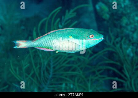 Sosta al pesce pappagallo sulla barriera corallina di Bonaire Foto Stock