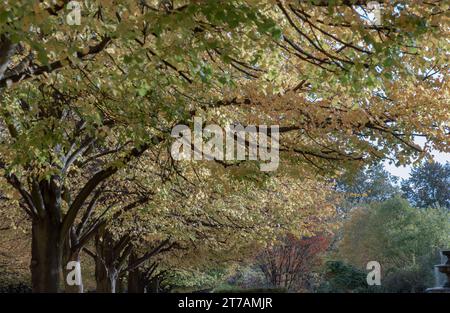 Il Regent's Park in autunno coperto di foglie cadute d'oro. Alberi fiancheggiati nel parco pubblico di Londra, colori autunnali, vista verticale, spazio per testo, se Foto Stock