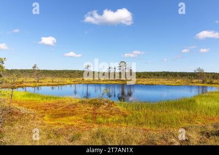 Piccolo lago, laghetto con riflessi nell'acqua nella palude di Viru in una splendida giornata estiva di sole Estonia, Europa Foto Stock