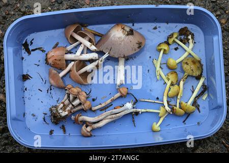 Bolbitius coprophilus (sinistra in alto), Panaelous cinctulus (sinistra in basso) e Bolbitius titubans (destra), funghi che crescono su letame di cavallo in Finlandia Foto Stock