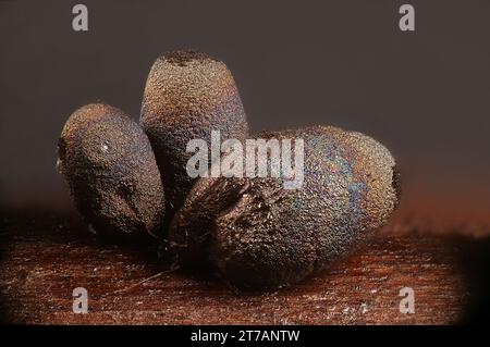 Lamproderma zonatum, una muffa nivicola finlandese, immagine al microscopio Foto Stock