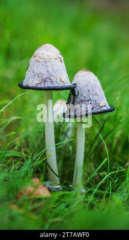 Coprinus è un piccolo genere di funghi costituito da Coprinus comatus (criniera) e molti dei suoi parenti stretti. Coprinus era costituito da un grande genere Foto Stock