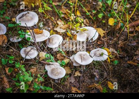 Tricholoma portentosum cresce nella foresta. Foto Stock