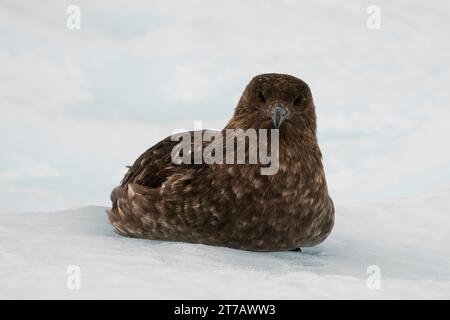 Brown skua (Stercorarius lonnbergi) riposa sul ghiaccio, Paradise Bay, Antartide. Foto Stock