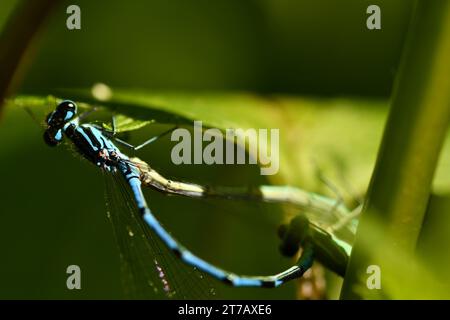 Azure damselfly su una foglia Foto Stock