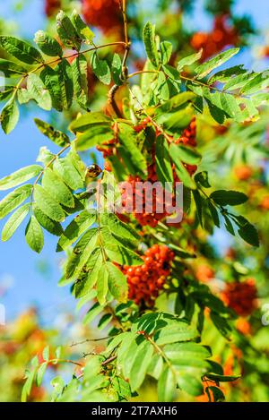 Sorbus Sorbus aucuparia alias rowan.jpg European Rowan (Sorbus aucuparia) with Fruit Scientific Classification Kingdom: Plantae (Unranked): Angiosperms Foto Stock