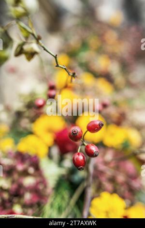 Rose è una perenne legnosa del genere Rosa, all'interno della famiglia delle Rosaceae. Ci sono oltre 100 specie e migliaia di cultivar. Foto Stock