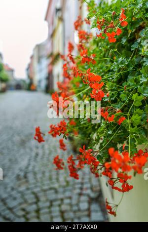 Pelargonium è un genere di piante in fiore che comprende circa 200 specie di piante perenni, piante grasse e arbusti, comunemente noto come gerani. Foto Stock