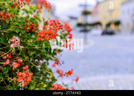 Pelargonium è un genere di piante in fiore che comprende circa 200 specie di piante perenni, piante grasse e arbusti, comunemente noto come gerani. Foto Stock