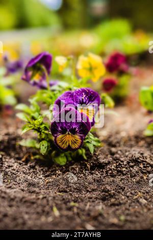 Il giardino pansy è un tipo di grande a fiore pianta ibrida coltivata come un giardino fiorito . Foto Stock