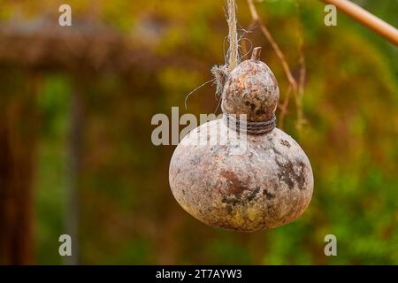 La Cucurbita moschata è una specie originaria dell'America centrale o del Sud America settentrionale. Comprende cultivar note come zucca o zucca. Foto Stock