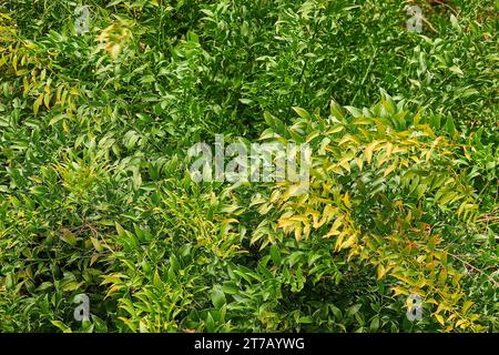 Danae racemosa (alloro alessandrino o alloro del poeta) è un arbusto sempreverde a crescita lenta di circa 60 cm di diametro. Famiglia Asparagaceae, sottofamiglia Nolinoide Foto Stock