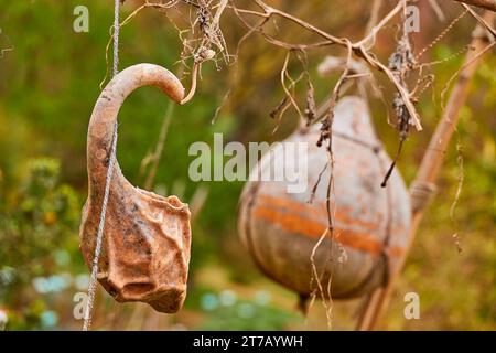 La Cucurbita moschata è una specie originaria dell'America centrale o del Sud America settentrionale. Comprende cultivar note come zucca o zucca. Foto Stock