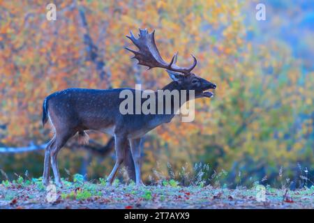 Cervo ruggente da fermo (Dama dama) in habitat naturale Foto Stock