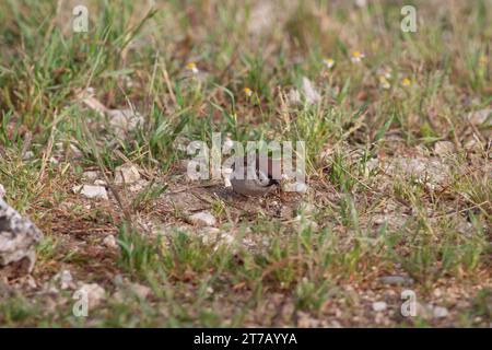 Uccello nella natura selvaggia con sfondo non concentrato Foto Stock